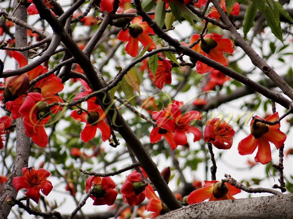 Branches with flowers